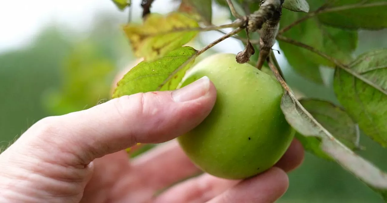 Überhängende Früchte am Zaun: Welche Regeln gelten?