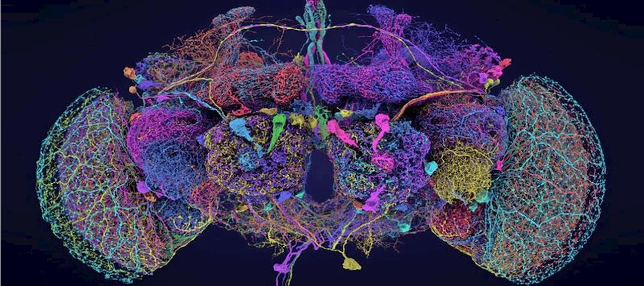 Cientistas criam 'Google Maps' do cérebro de uma mosca da fruta adulta
