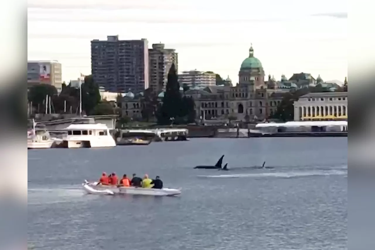 Video: Killer whales visit Victoria's Inner Harbour