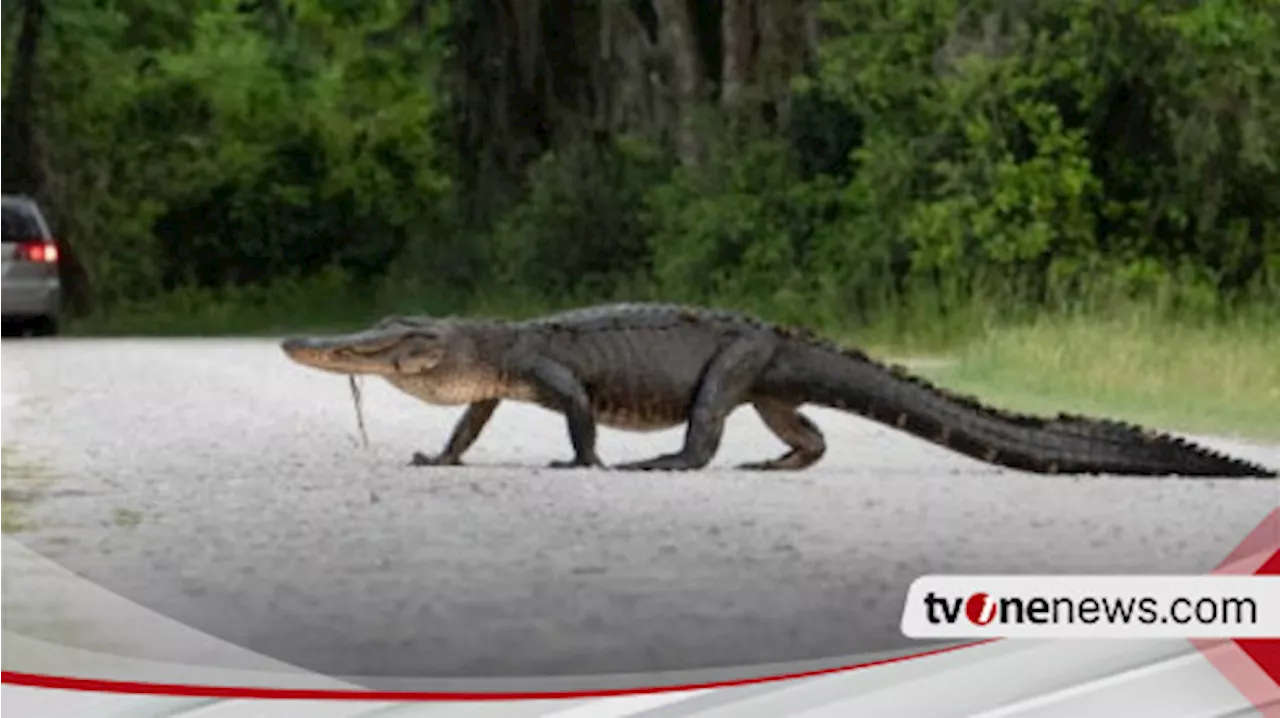 Penangkaran Buaya Jebol di Cianjur, Rumah-rumah Warga Dihampiri Buaya, Tim Animal Rescue Angkat Bicara