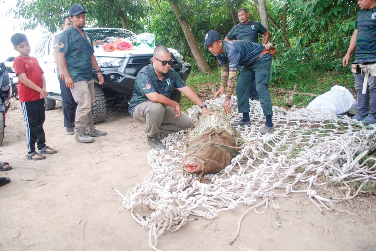 200kg Crocodile Caught in Melaka Trap