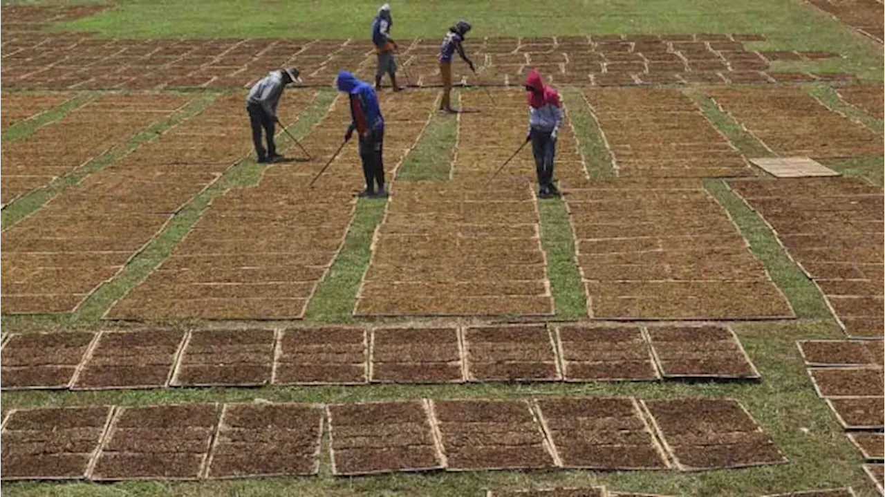 Industri Terdampak Ikut Protes Larangan Konten Produk Tembakau di Rancangan Permenkes