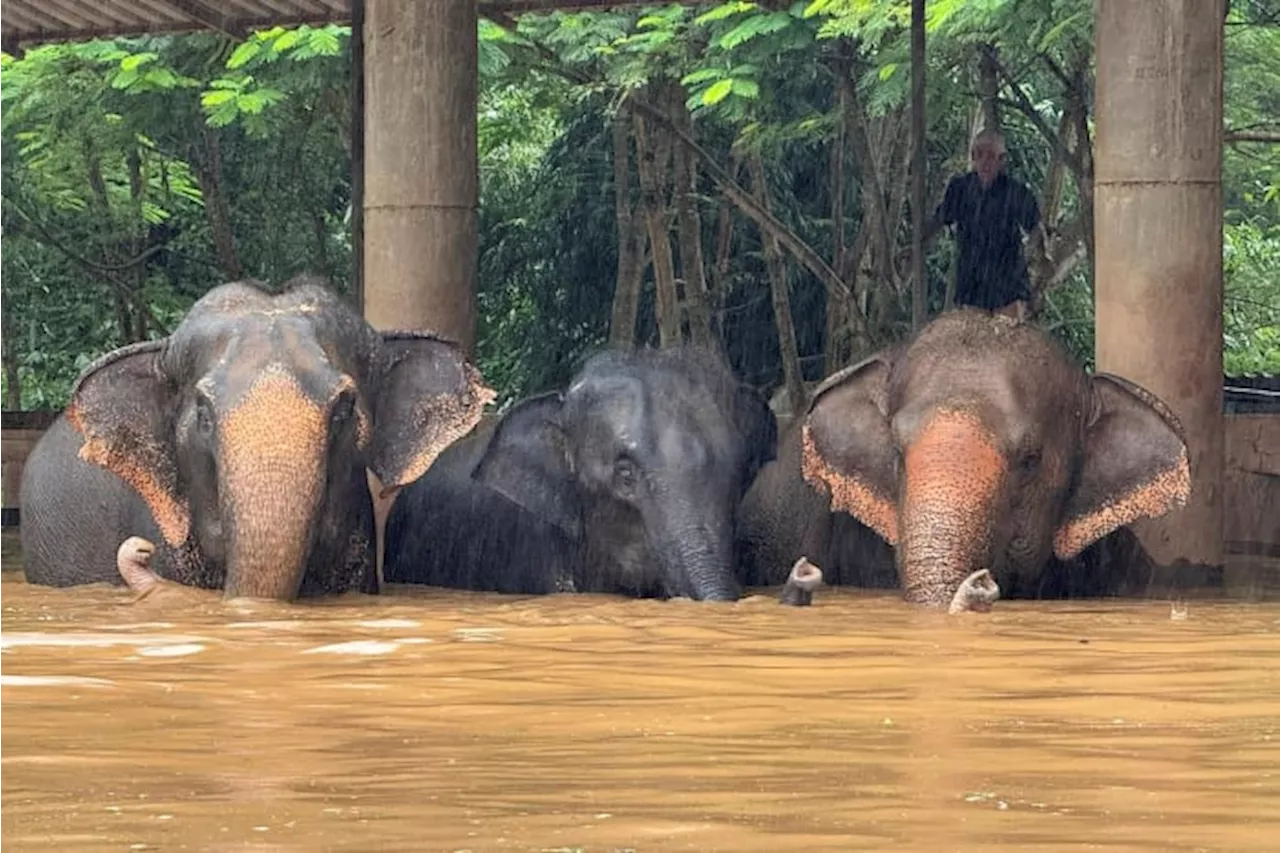 Flooding from seasonal rains threatens residents in northern Thailand, including elephants