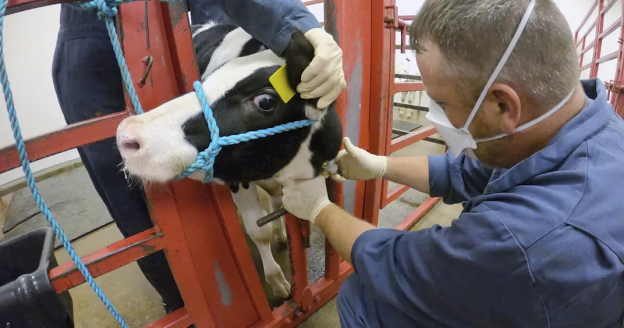 2 California dairy workers are latest human cases of bird flu in the US