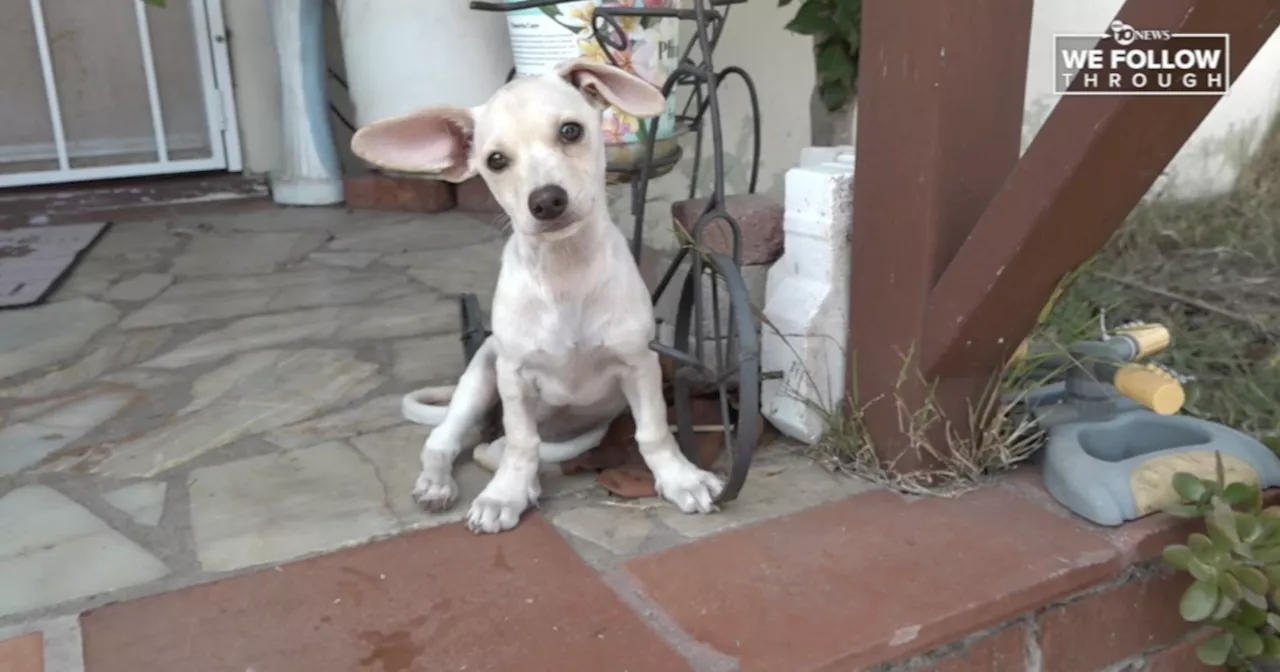 Chihuahua puppy shot in head by pellet gun returns to La Mesa foster home