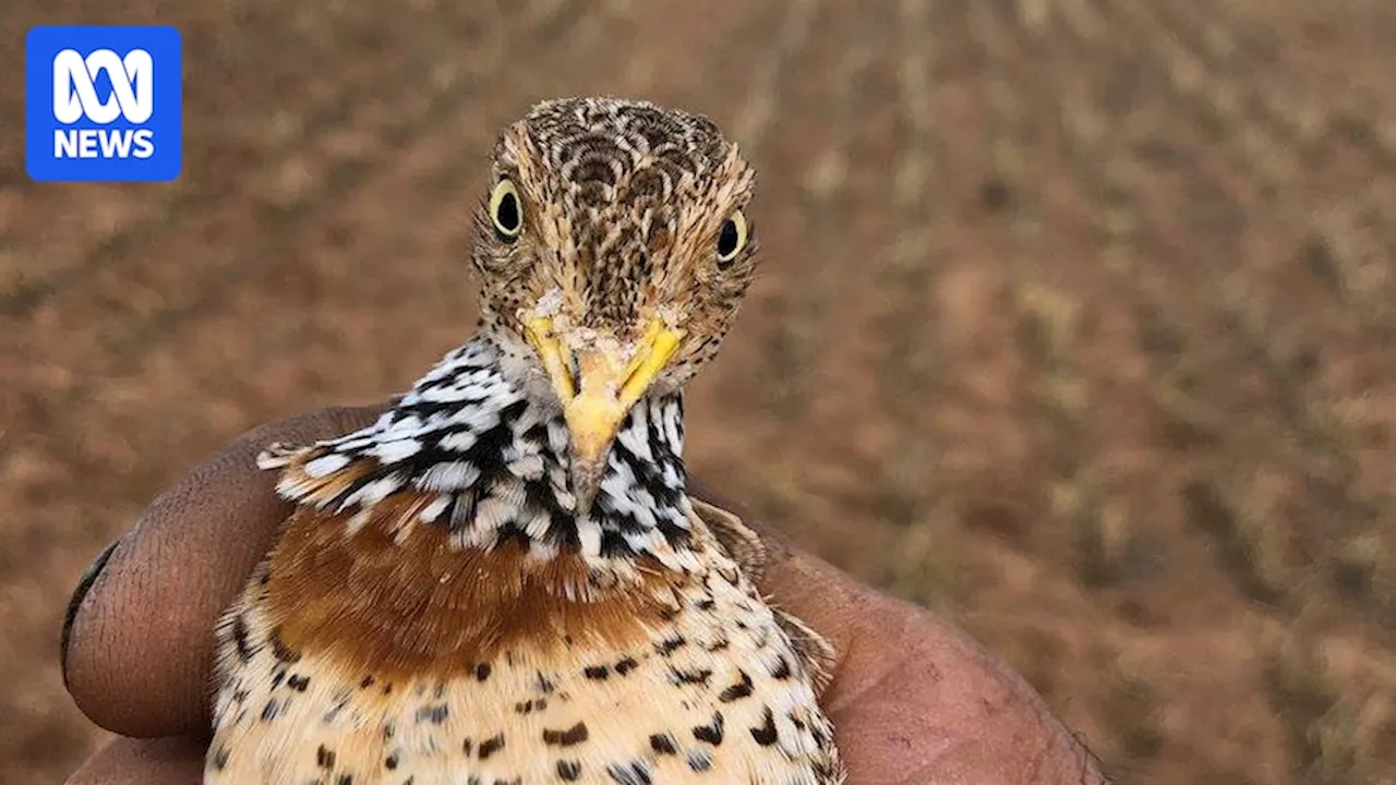 Farmer's sanctuary helps protect critically endangered plains-wanderer