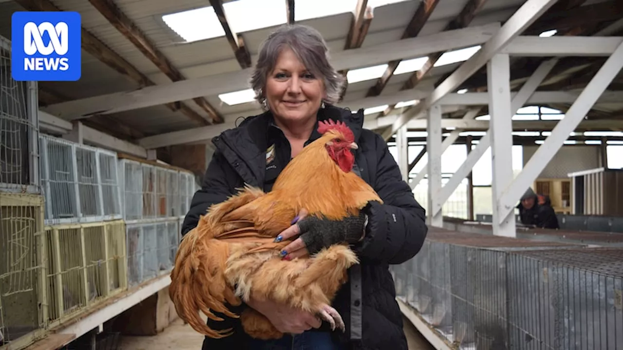 Unwanted poultry rehomed as roosters abandoned amid higher cost of living