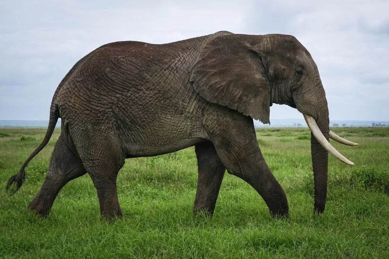 Kenya mulai translokasi gajah untuk jaga hubungan manusia-satwa liar