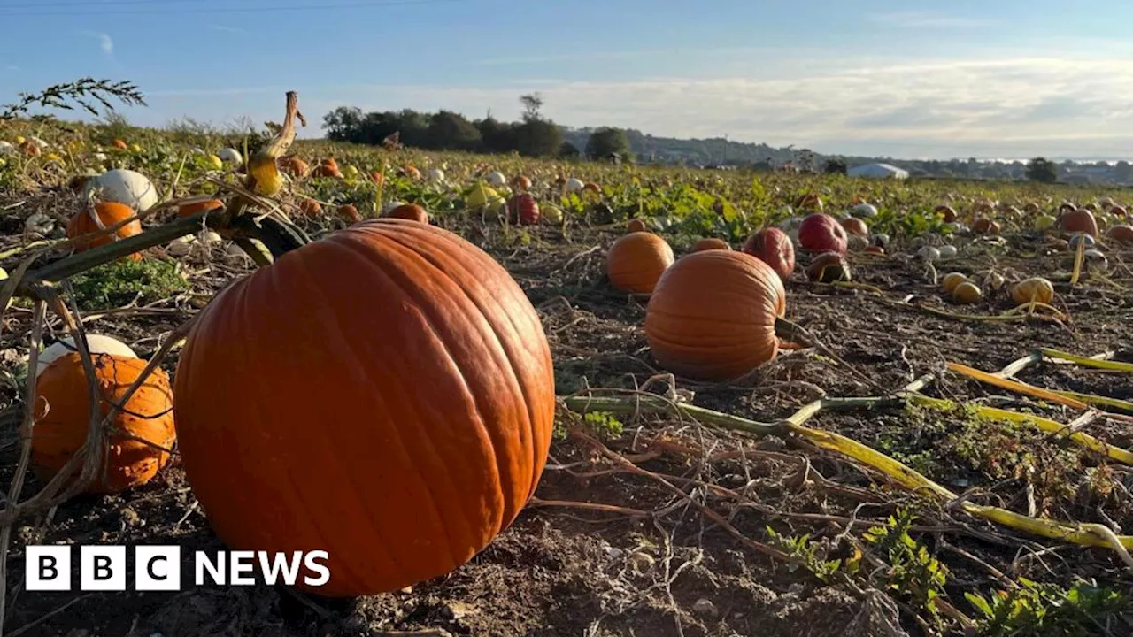 Halloween call to swap plastic decorations for real pumpkins