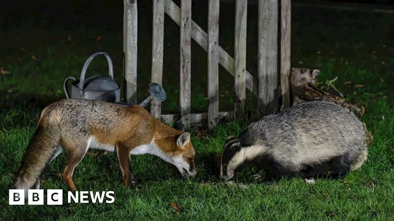 Matlock fox and badger snapped nose to nose in back garden