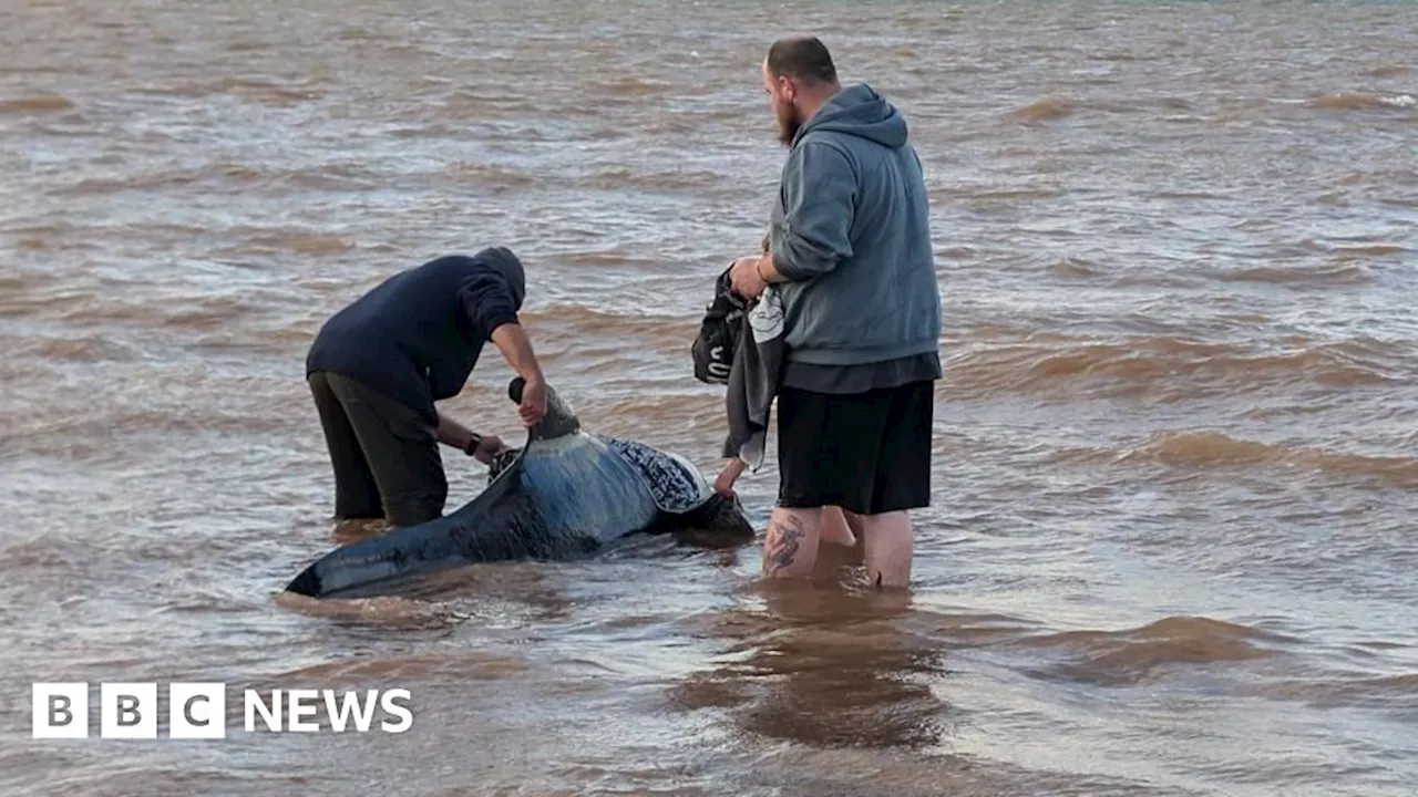 Isle of Wight: Stranded pilot whale dies despite rescue attempts