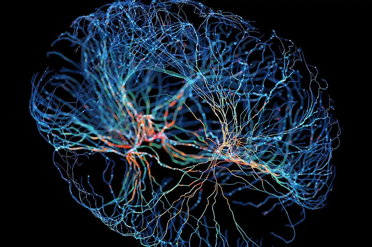 Incredible 3D diagram lets you zoom into a brain like Google Maps