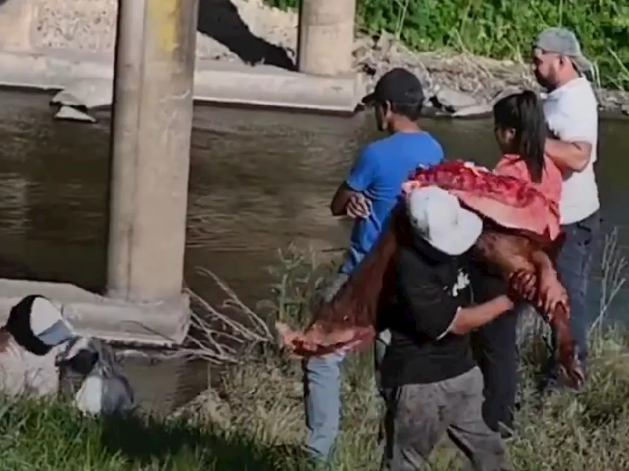 Volcamiento de camión con ganado genera caos y saqueo en San Pedro