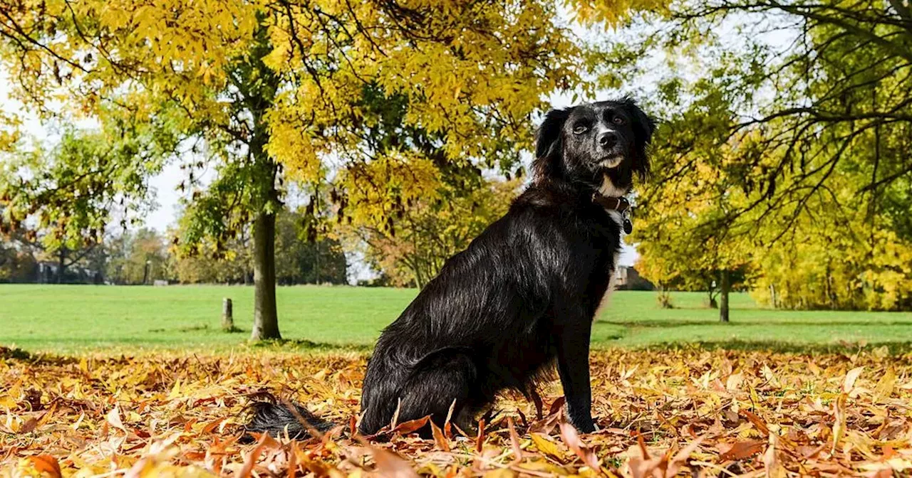 Gardening expert explains why you shouldn't rake fallen leaves in the garden