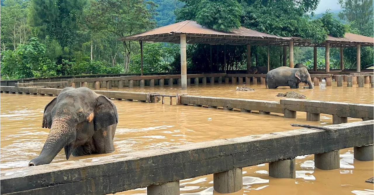 Elefanten ertrunken: Thailändische Tempelstadt steht unter Wasser