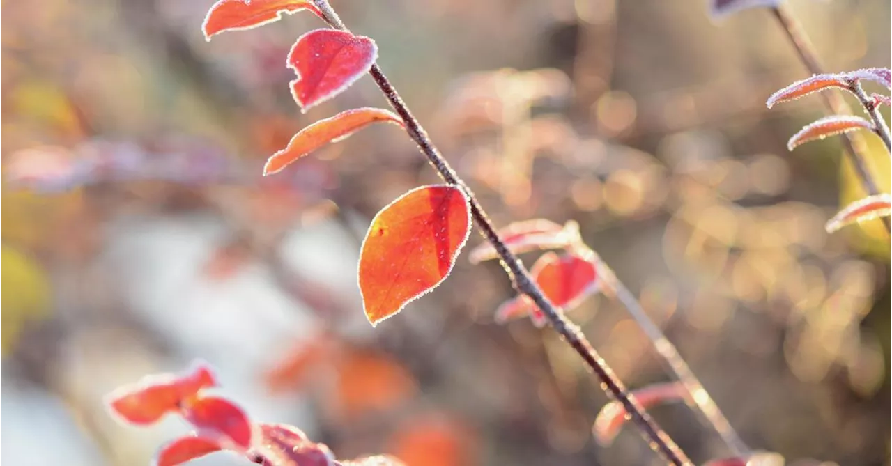 Im Herbst werden die Spaten geschultert