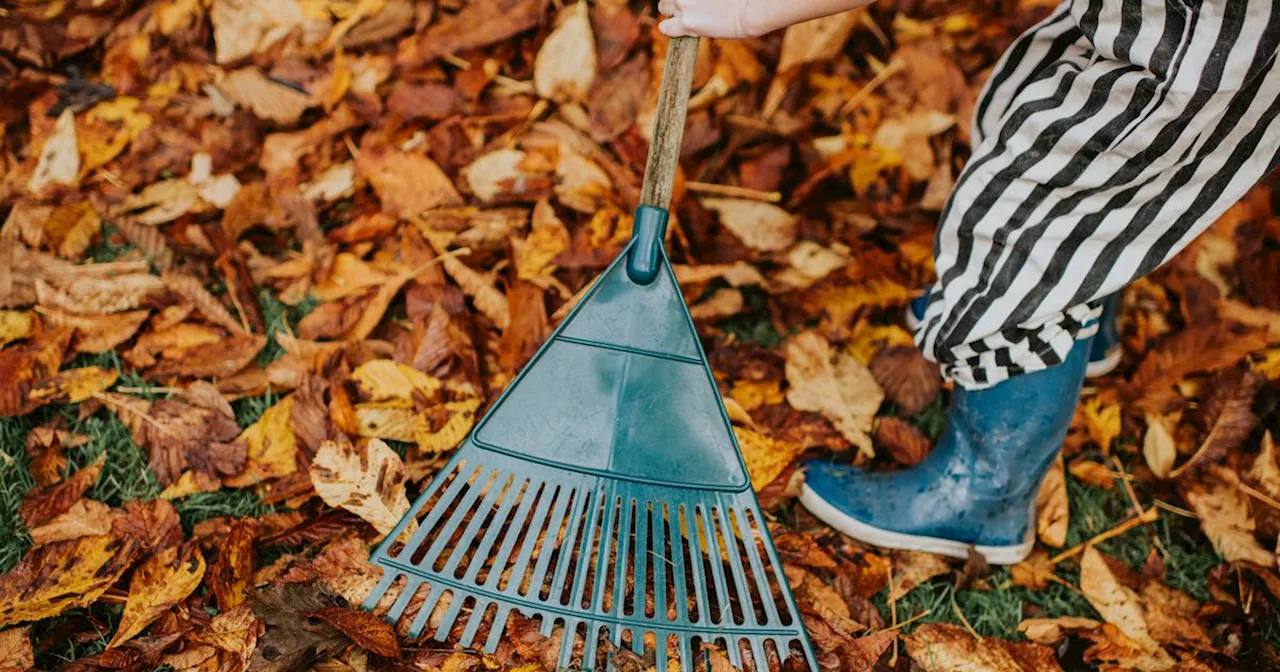 The reason why people should hoard fallen leaves in their gardens in autumn