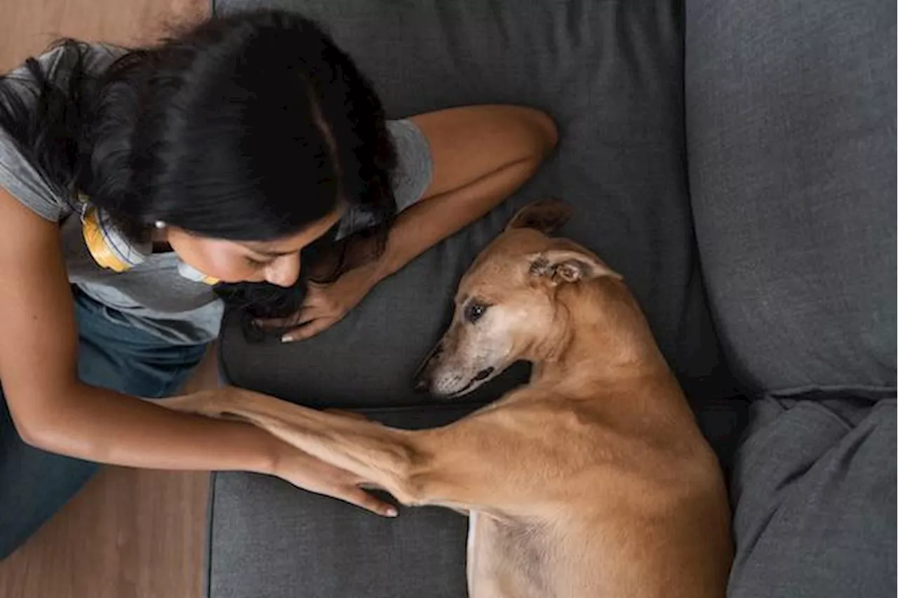 Muerte de un animal de compañía, igual a la de un ser querido; duelo es menospreciado y minimizado, asegura académica