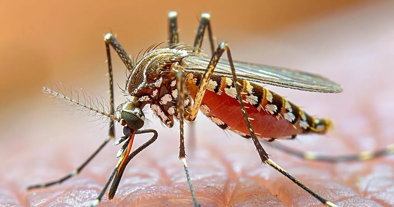 Dengue a Fano: situazione sotto controllo, ma attenzione alle zanzare