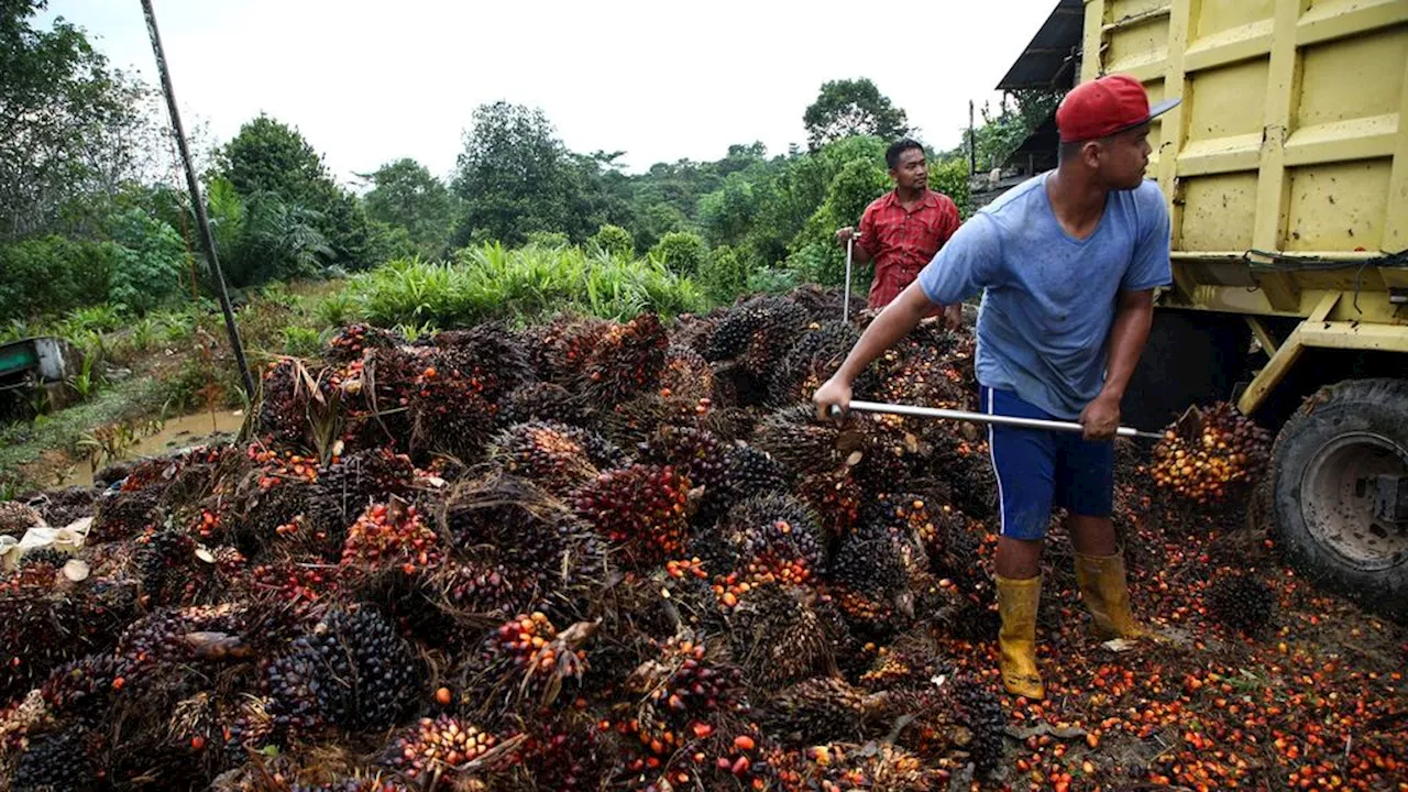 Penundaan Penerapan Aturan EUDR Akan Memperlambat Perbaikan Tata Kelola Sawit