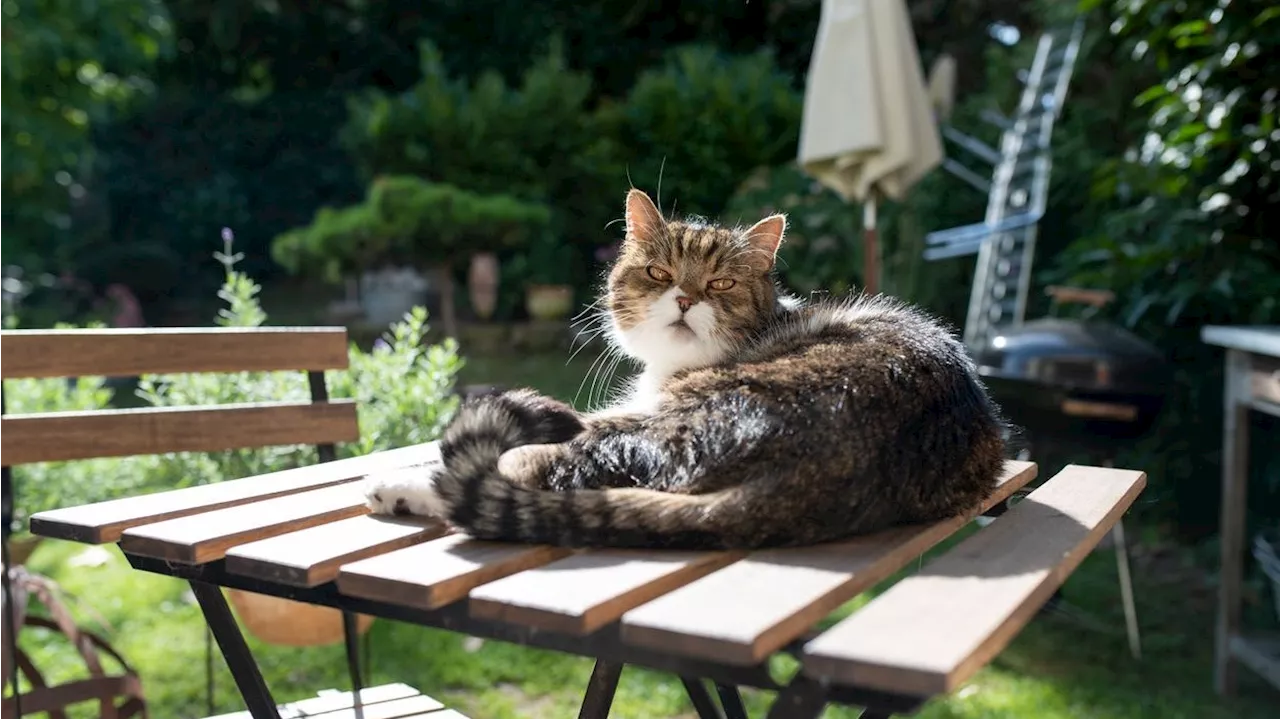 Nicht immer braucht eine zugelaufene Katze Hilfe