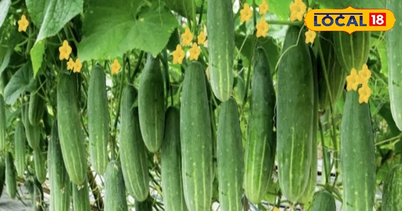 Cucumber Cultivation: किसान इस खास विधि से करें खीरे की खेती, 1 एकड़ में होगा 150 टन उत्पादन; जानें तरीका