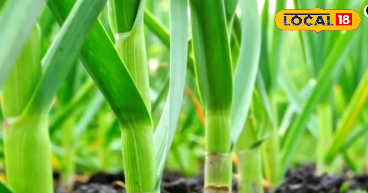 Garlic Farming : लहसुन की ये 5 किस्में किसानों को बना देगी मालामाल, अक्टूबर में शुरू करें खेती