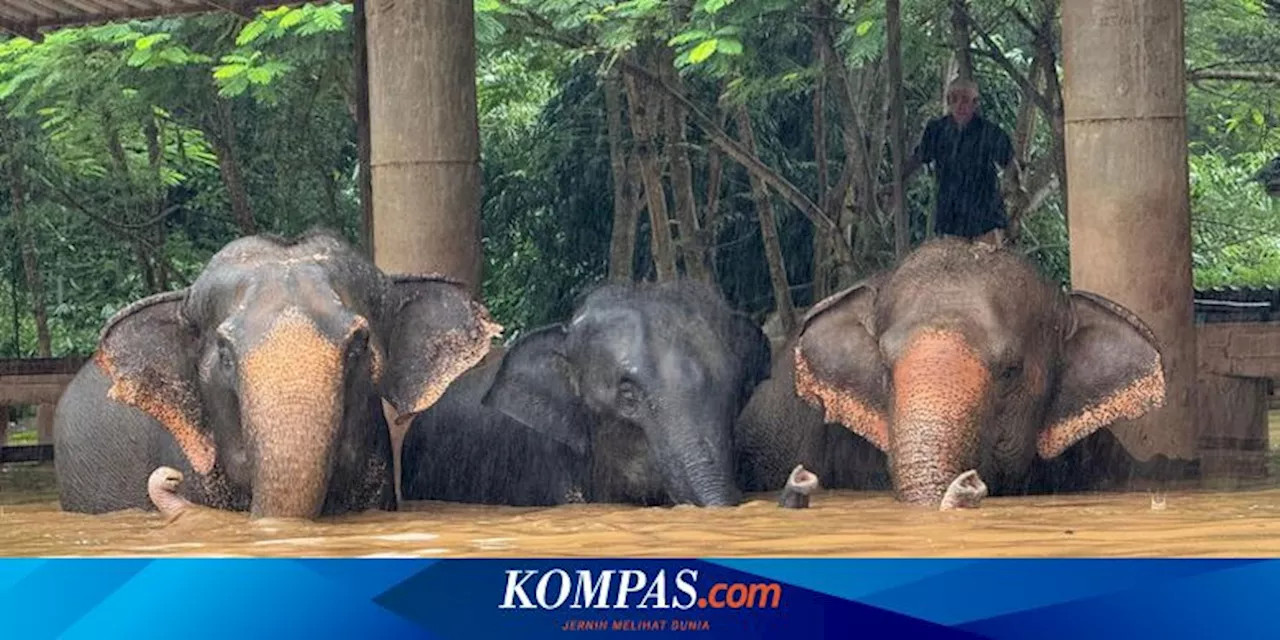 Elephant Nature Park di Thailand Kebanjiran, Petugas Kesulitan Evakuasi 126 Gajah, Ada yang Terseret Arus