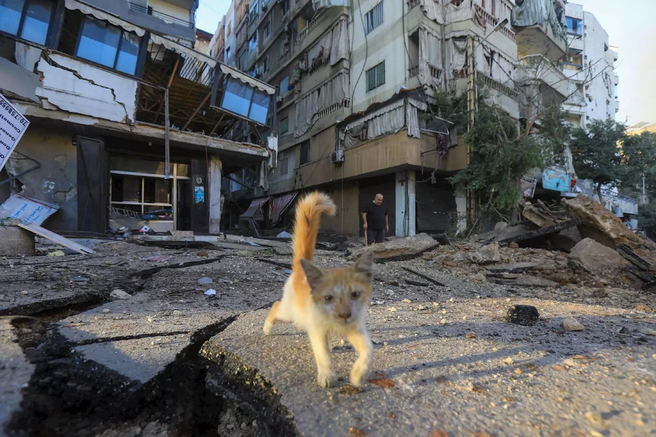 Liban: missions périlleuses pour récupérer les animaux dans les maisons bombardées