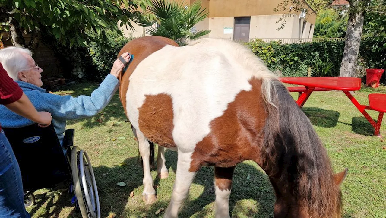 De la médiation équine avec Saint-Céré Equitation