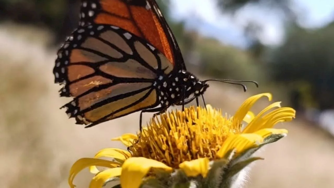 Acámbaro se prepara para la llegada de las mariposas monarca