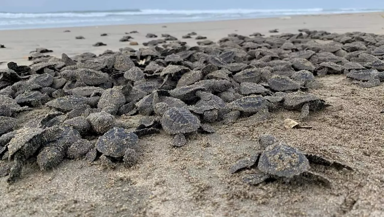 Campamentos tortugueros de Michoacán sin daños tras huracán 'John'