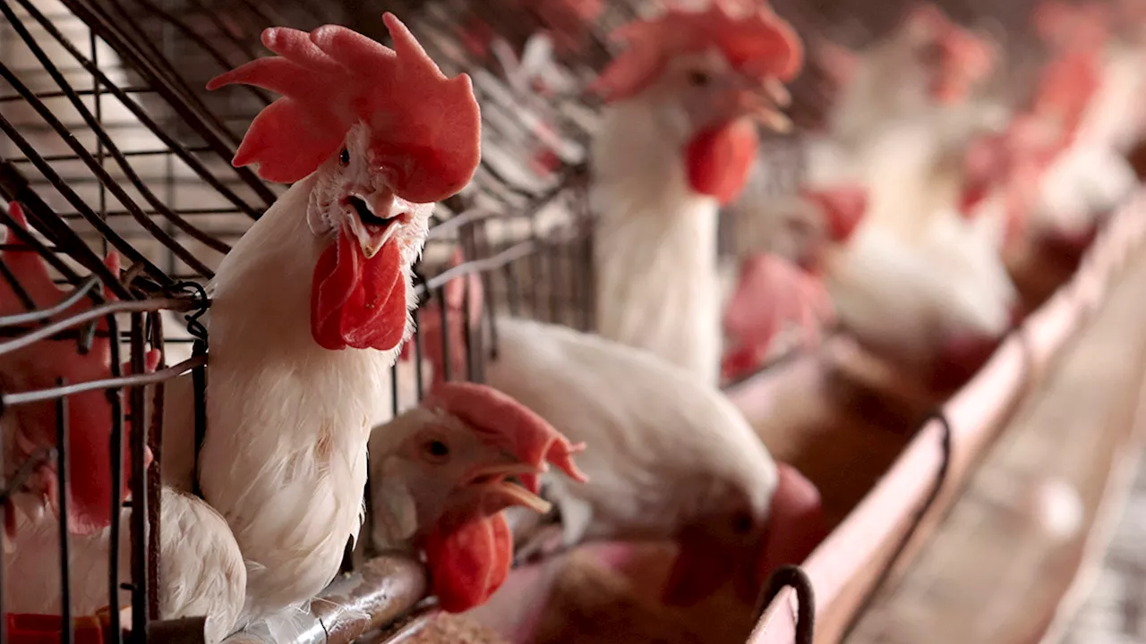 Bird Flu Antibody Tests To Reveal Potential Human-to-Human Transmission