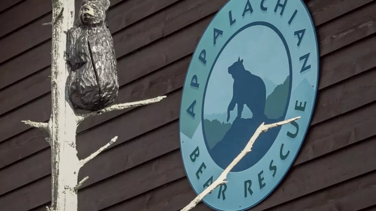 Pancake platter leads to fatal encounter between bear and car
