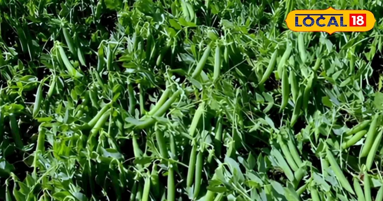 Pea Farming : मटर की बुवाई से पहले करें 3 आसान उपाय, नहीं लगेगा ये खतरनाक रोग! जानें एक्सपर्ट की राय