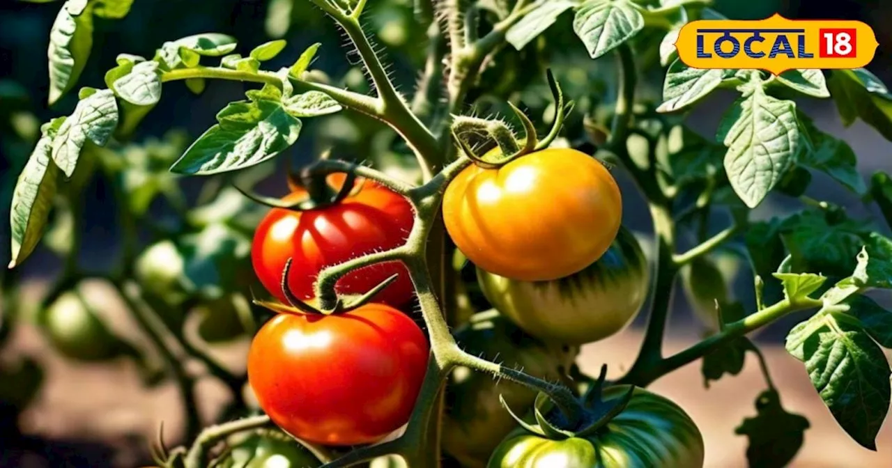 Tomato Farming: किसान इस तकनीक से करें टमाटर की खेती, खूब होगी पैदावार; बस फॉलो करें ये तरीका