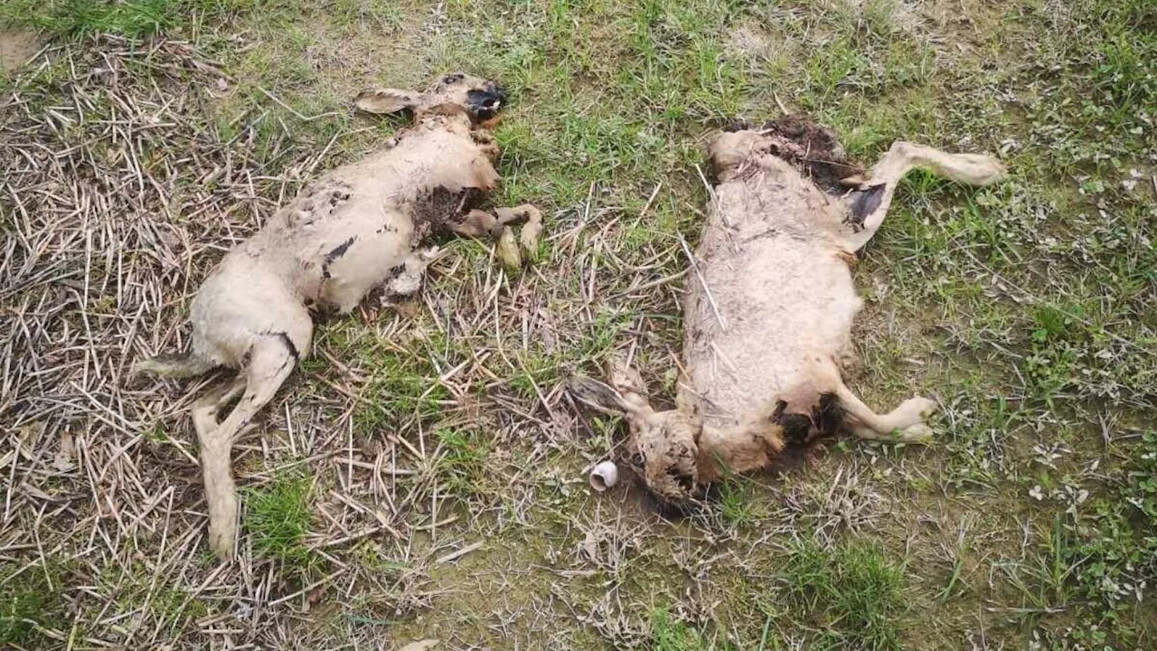 Hochwasser: Viele Tiere ertrunken, Schlamm als Problem