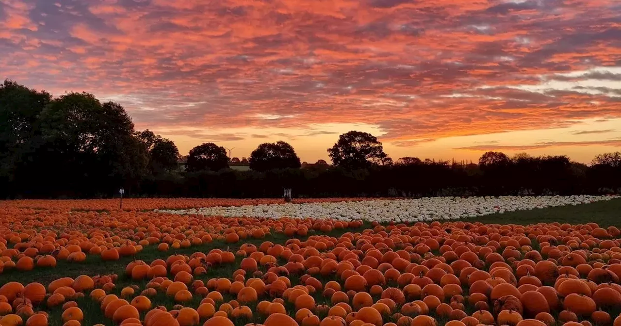 Pumpkin patches in Nottinghamshire where you can pick your own