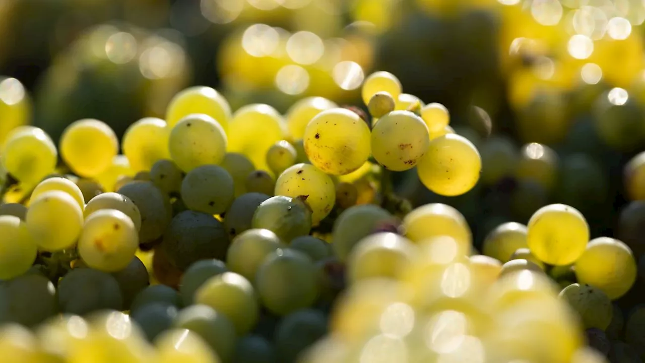 Sachsen: Weinlese in Sachsen wie erwartet - aber gute Traubenqualität