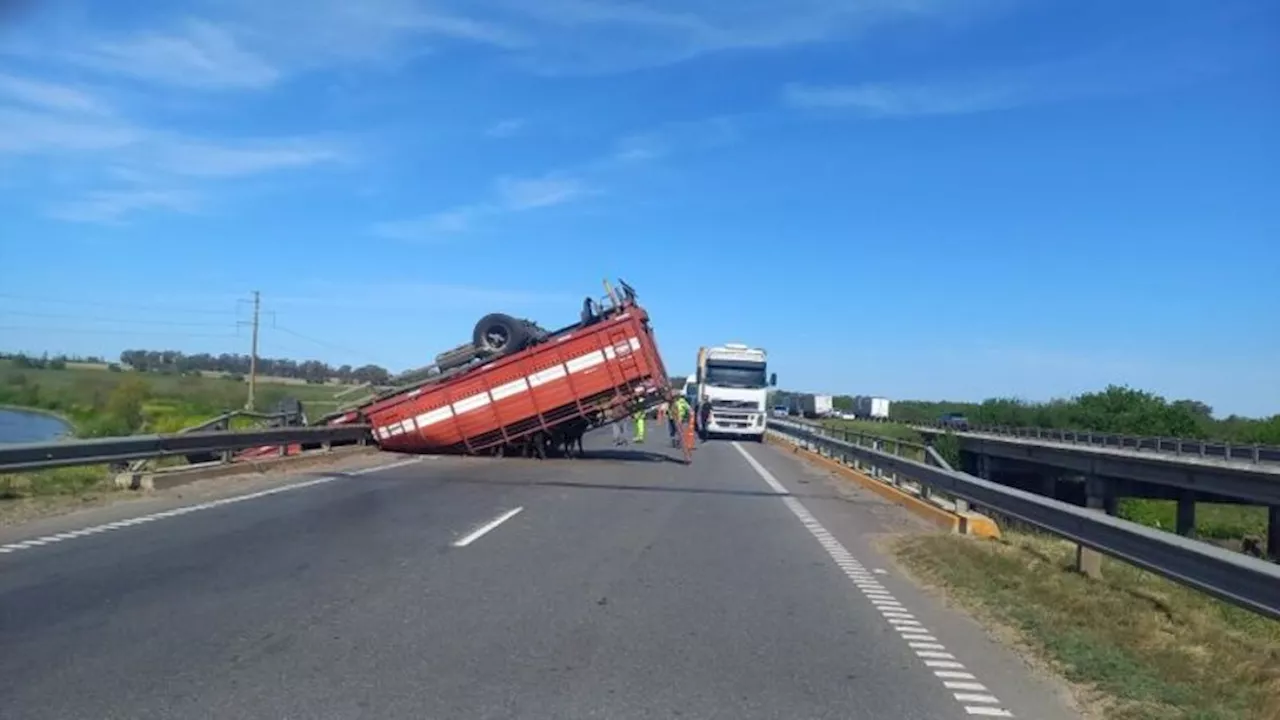 Volcó un camión con vacas en San Pedro y los vecinos las faenaron en el lugar