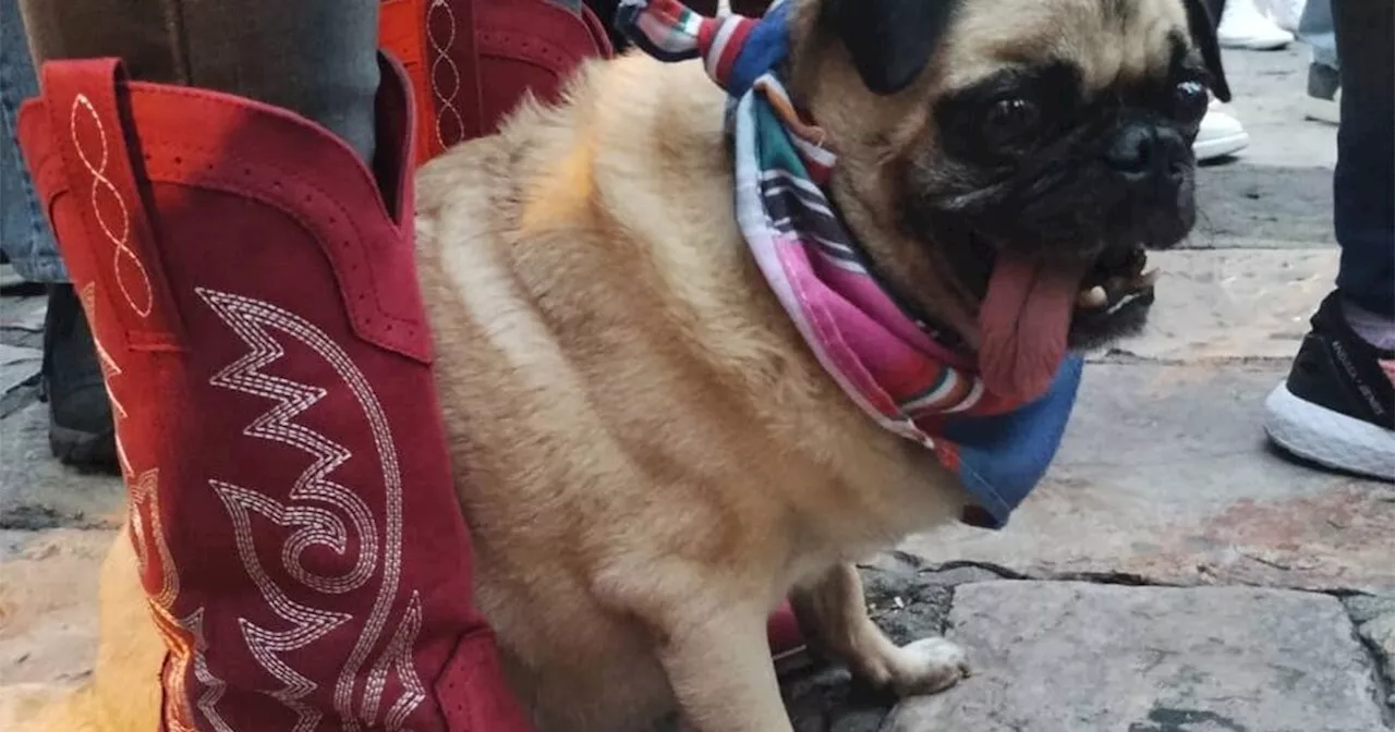 Mascotas reciben bendición en festejo de San Francisco de Asís en San Miguel de Allende