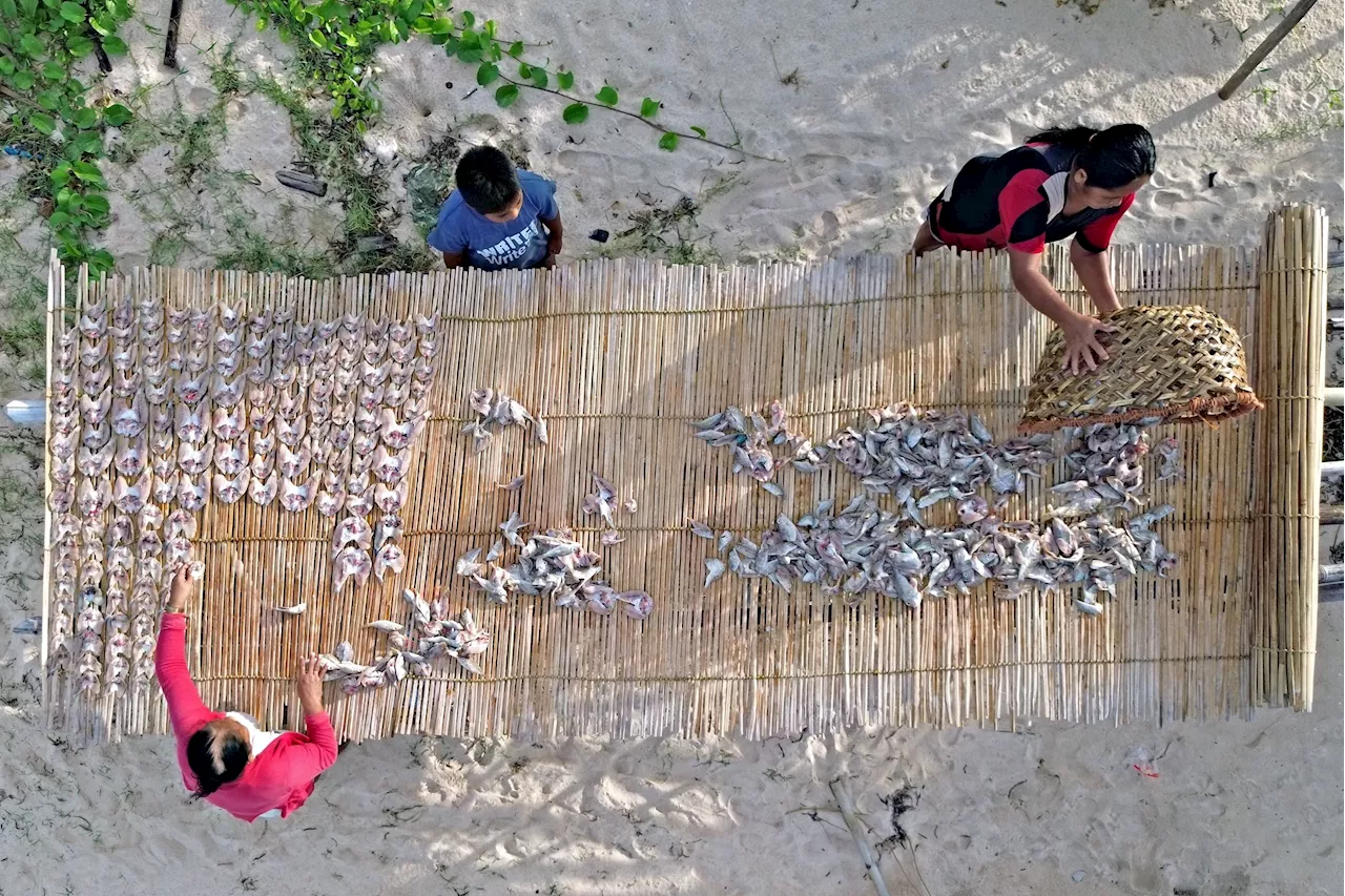 ‘Buyad’ of Halian: Beyond tradition and culture, a lifeline for Siargao islanders