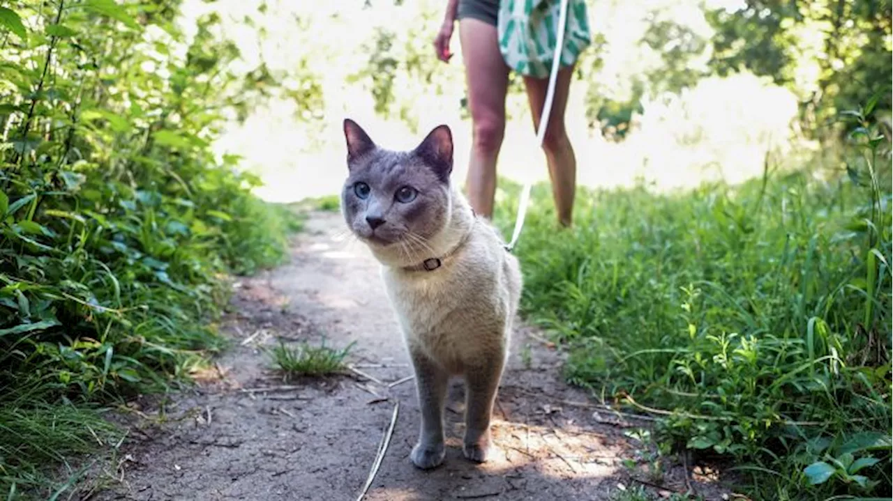 'Wer mit seiner Katze rausgeht, sollte das im Sinne der Katze tun'