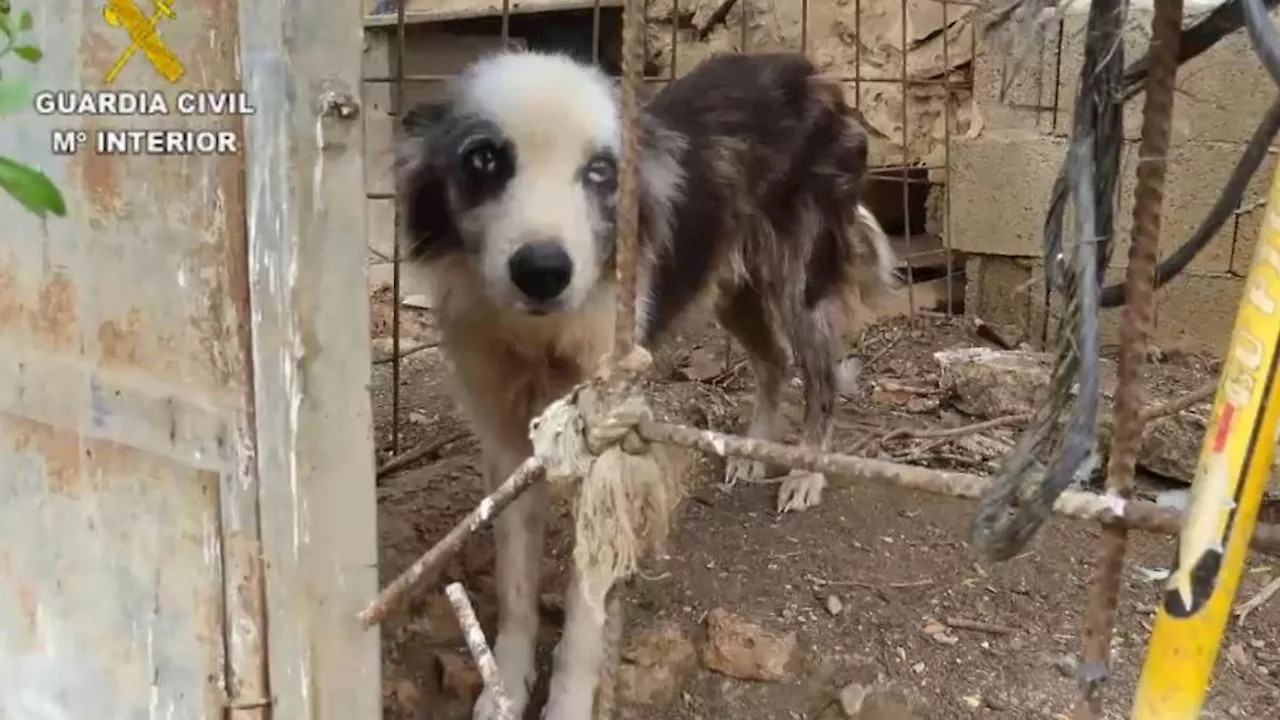 Dutzende Tiere von Horrorbauernhof auf Mallorca befreit