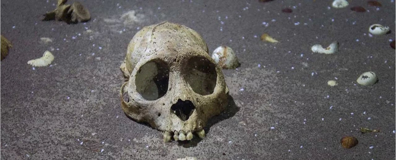 Stunningly Preserved Bones of Extinct Caribbean Monkey Found by Divers