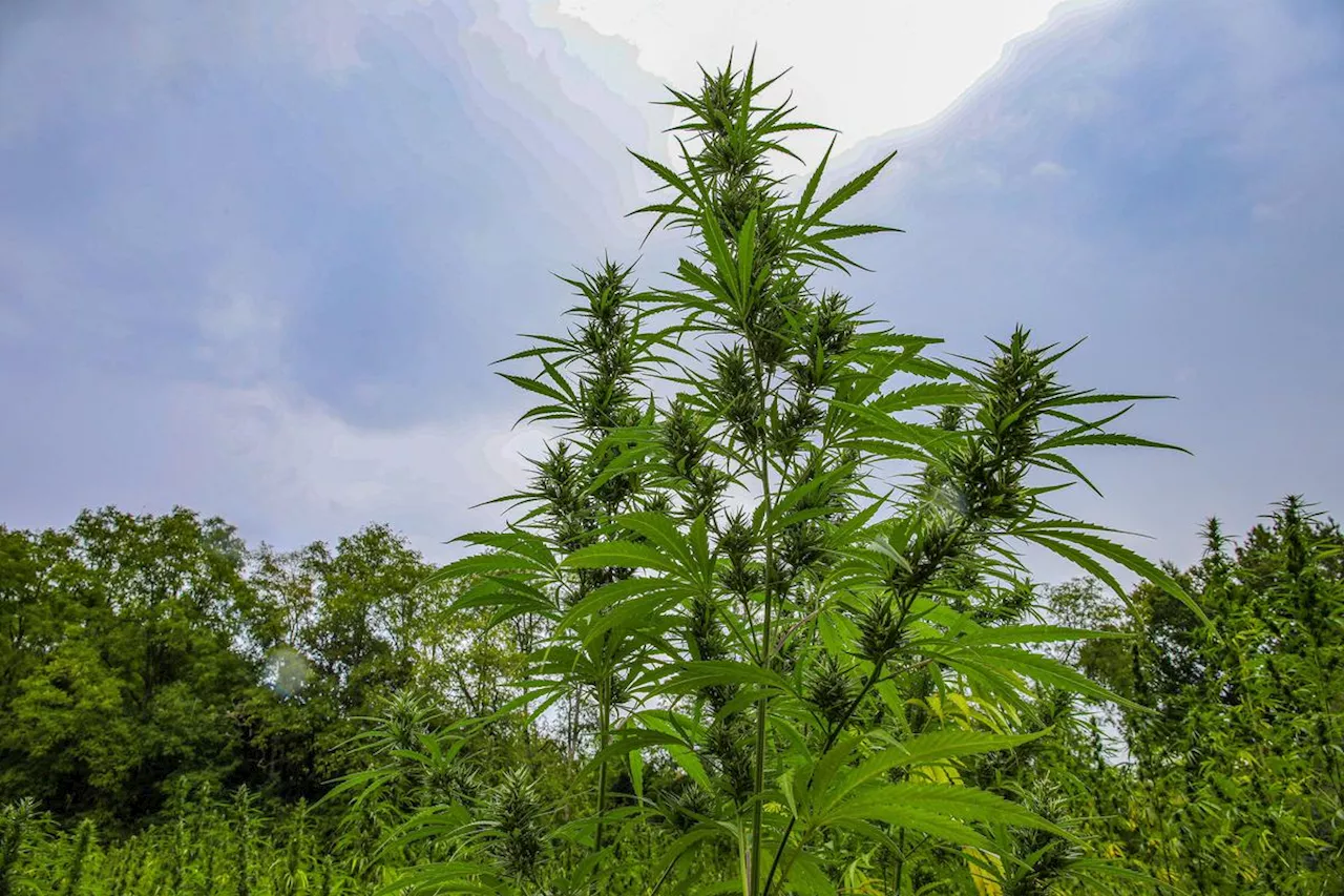 « C’est un champ de cannabis, vous vous doutiez qu’on n’arrosait pas des plants de tomates ! » : la drogue était dissimulée dans le maïs