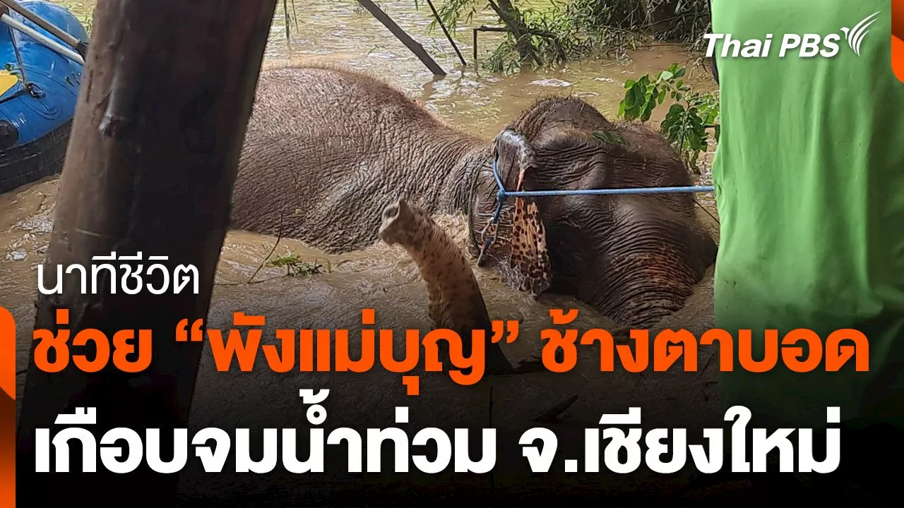 อาทิตย์ - นาทีชีวิตช่วย “พังแม่บุญ” ช้างตาบอดเกือบจมน้ำท่วม จ.เชียงใหม่