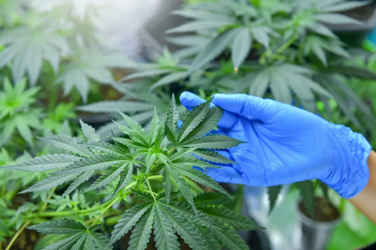 How doctors hope new cannabis drug will help cancer patients gain weight