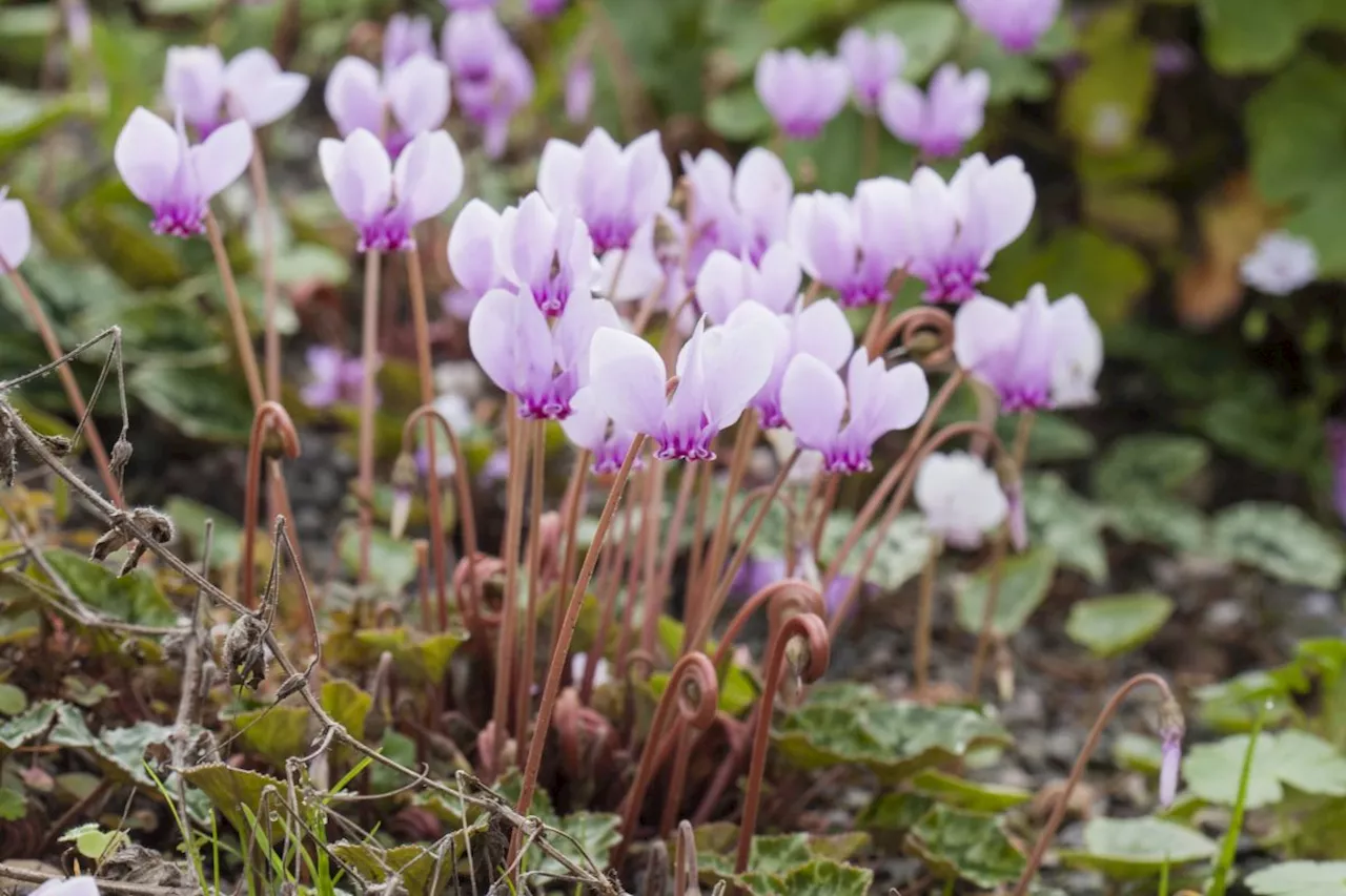 The hardy perennial essential for winter gardens