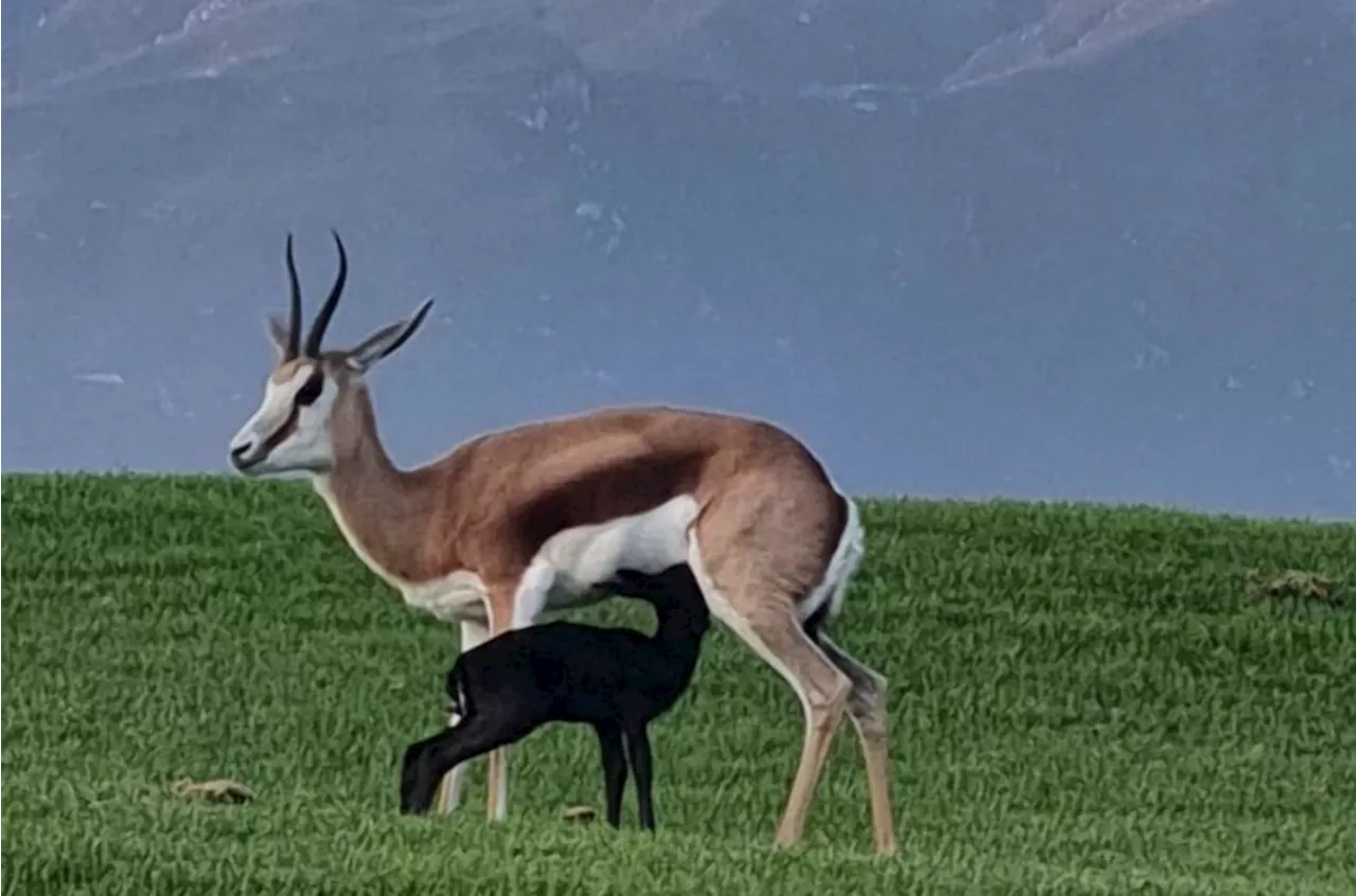 First BLACK springbok born at top South Africa golf estate